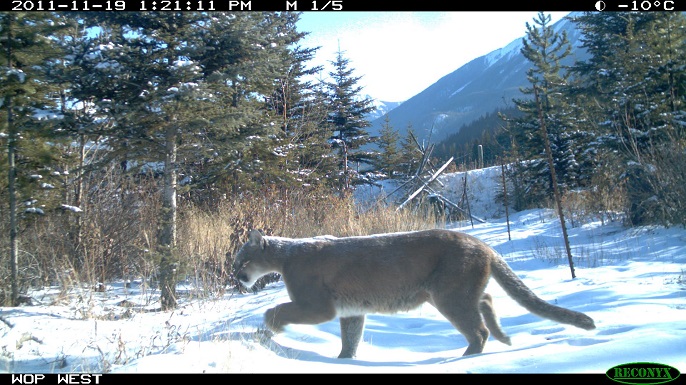 ハイウェイ ワイルディング